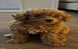 Poochon dogs for sale: Poochon Puppy - 1 Boy Remaining  - Image 2