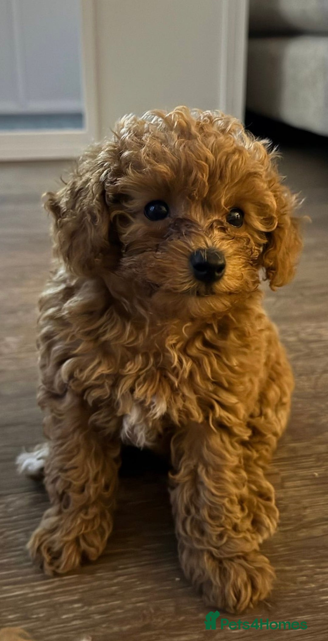 Poochon dogs for sale: Poochon Puppy - 1 Boy Remaining  - Image 2