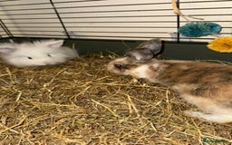 Lionhead rabbits for sale: Baby Lion head and Rex for sale!  - Image 2