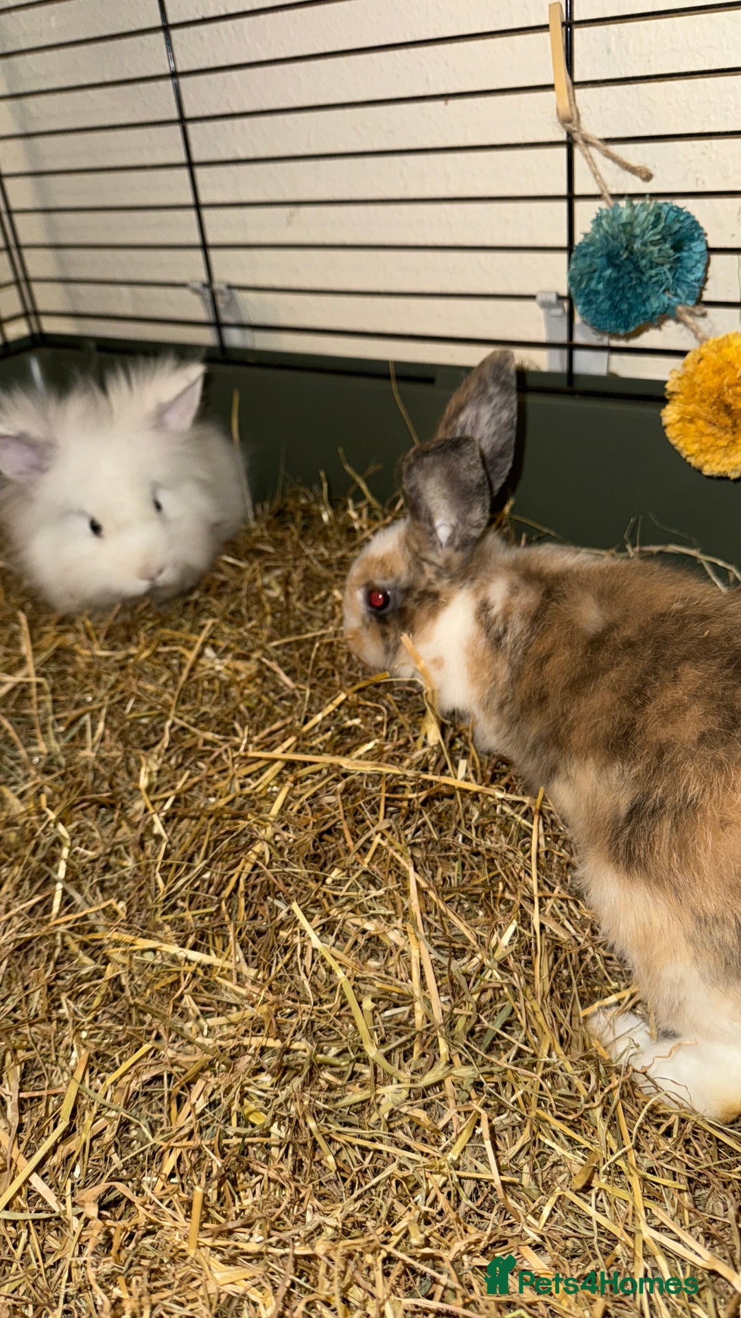 Lionhead rabbits for sale: Baby Lion head and Rex for sale!  - Image 2