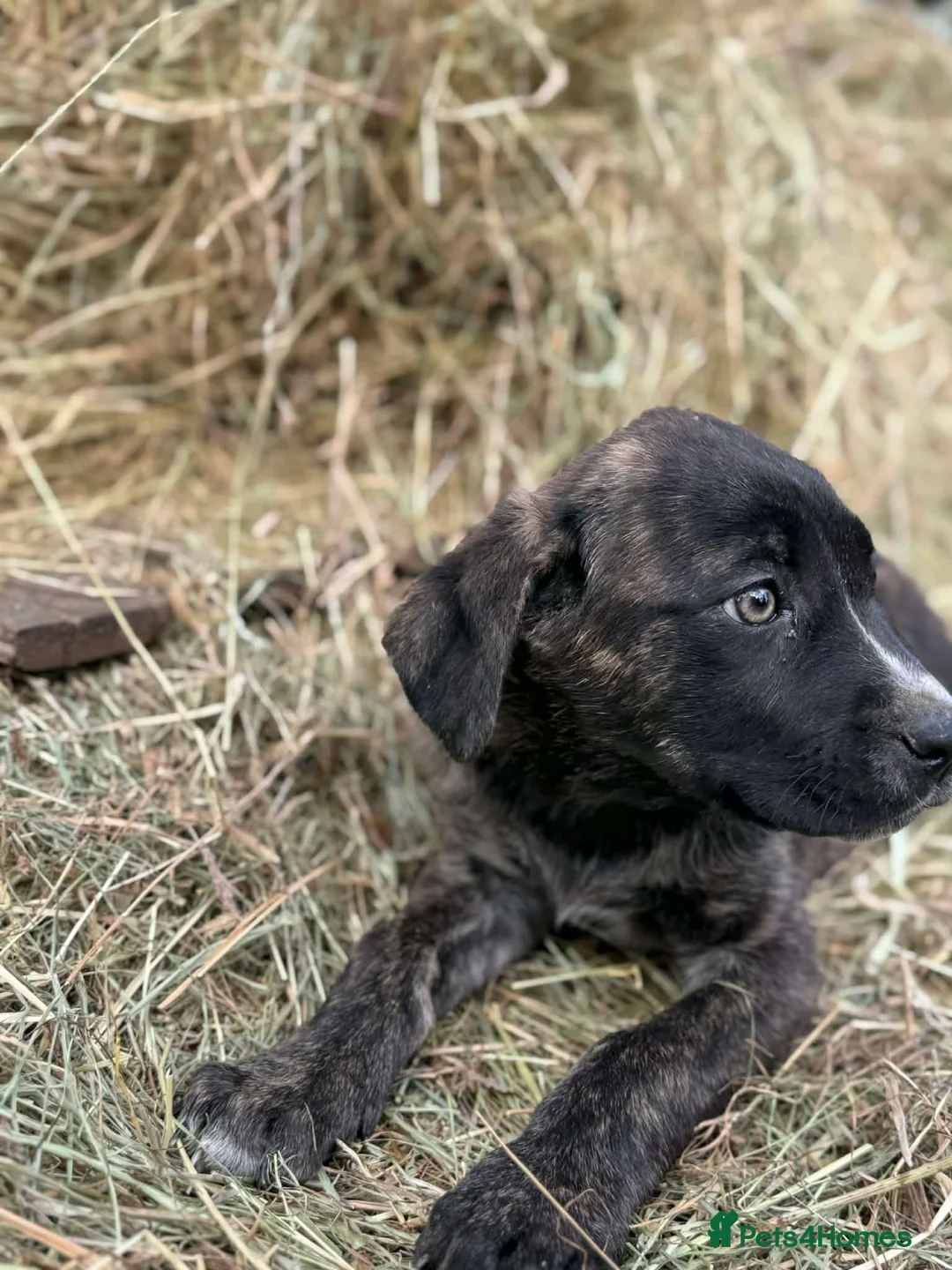 Mixed Breed dogs for sale: Cane corso X Caucasian Shepherd  - Advert 2