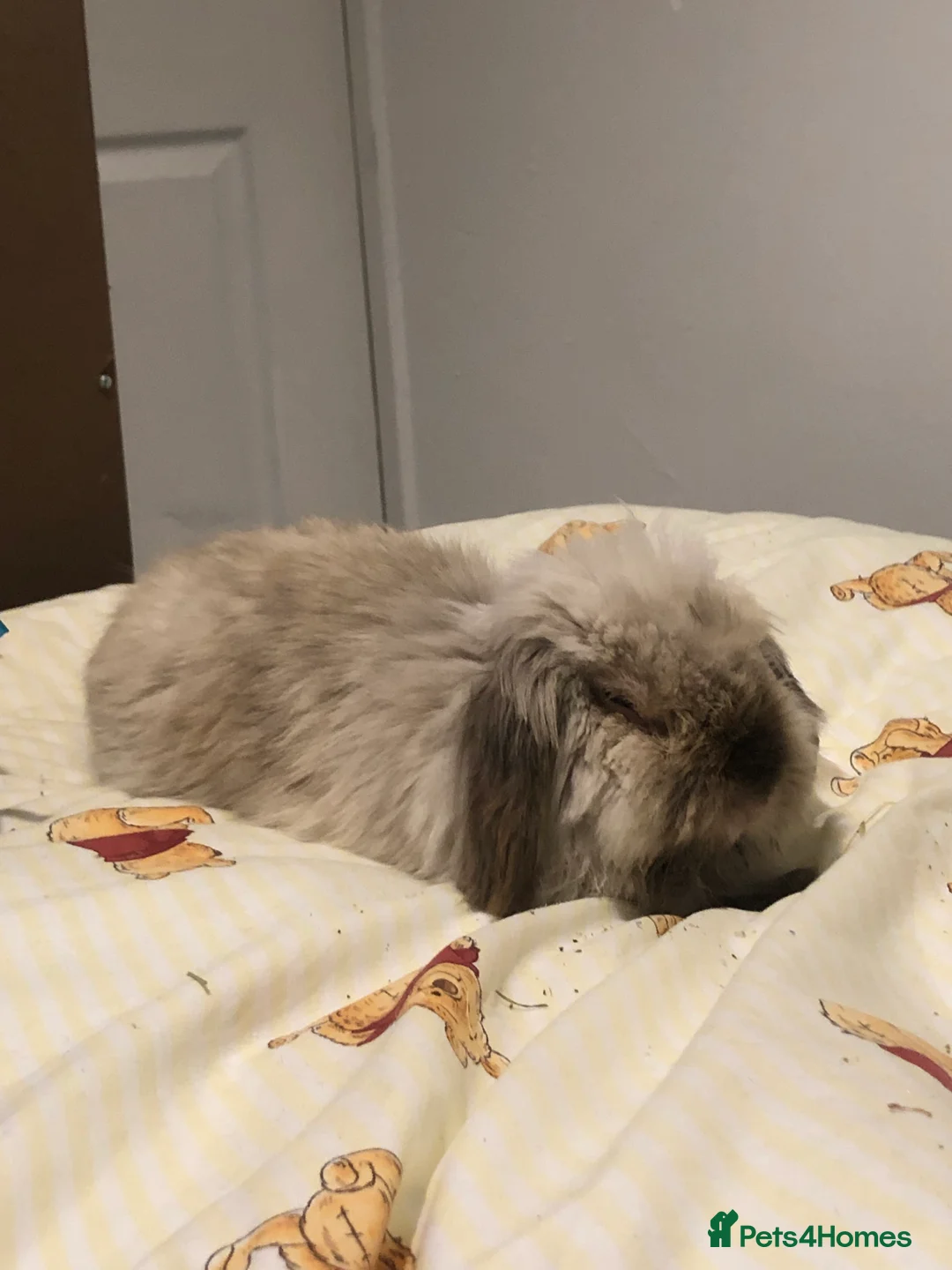 English Lop rabbits for sale: Prince  - Advert 3