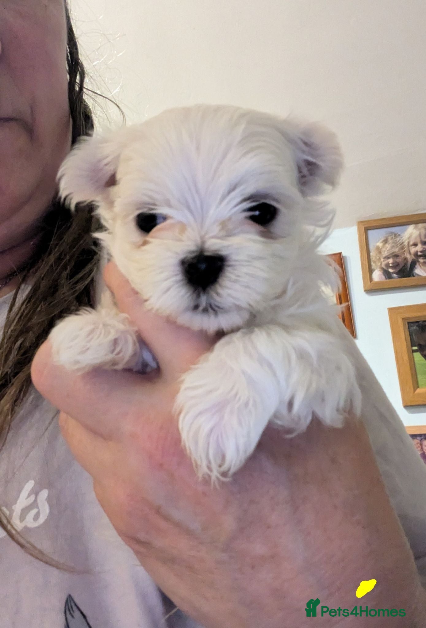 Maltese dogs Stunning Maltese puppies - Advert 2