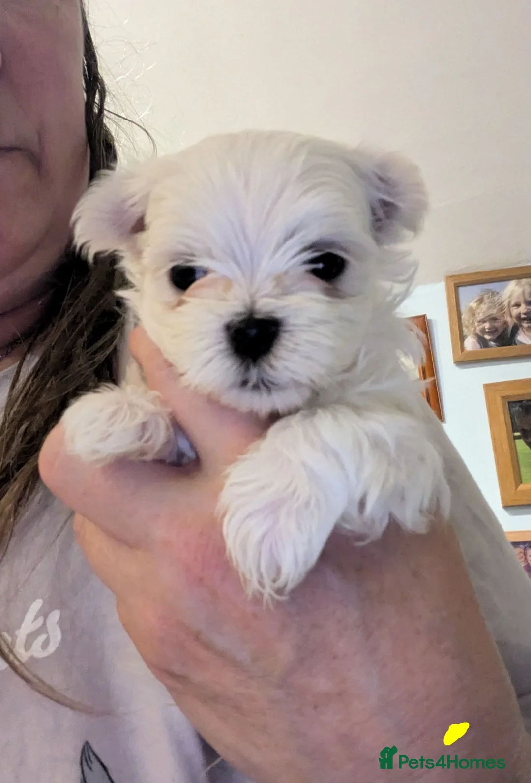 Maltese dogs for sale: Stunning Maltese puppies - Advert 2