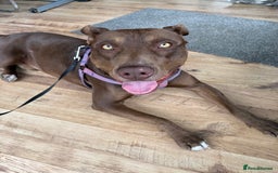 Mixed Breed dogs for sale: Mixed breed almost 1 year old  - Image 4