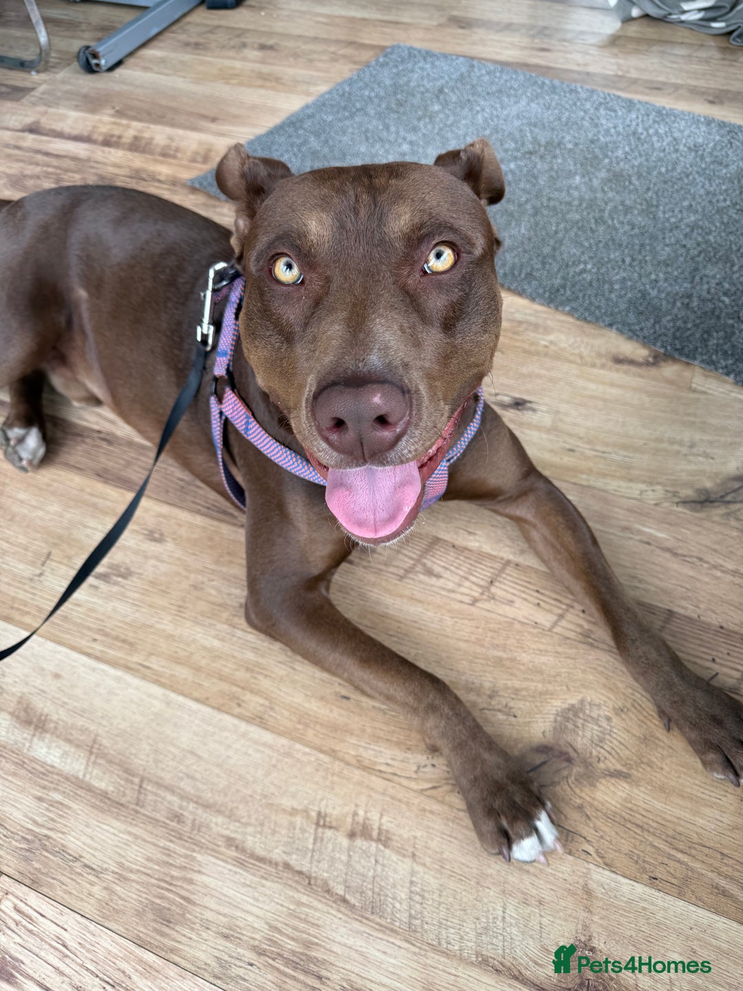 Mixed Breed dogs for sale: Mixed breed almost 1 year old  - Image 4