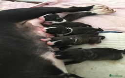 English Bull Terrier dogs for sale: Champion line EBT Puppies - Image 16