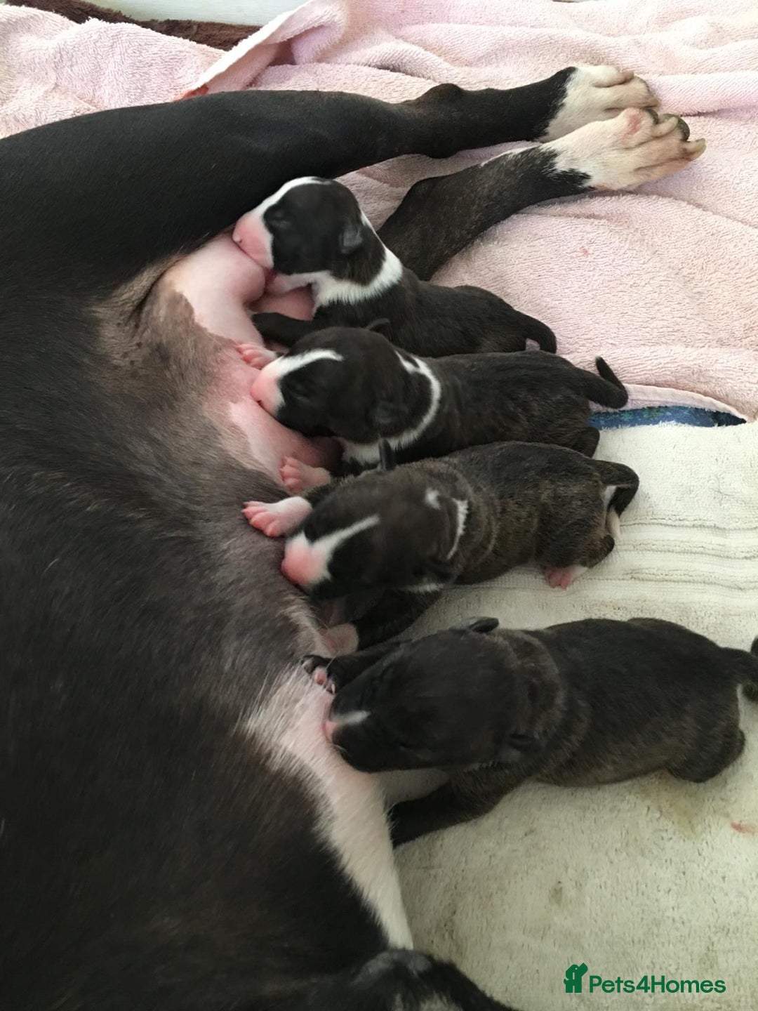 English Bull Terrier dogs for sale: Champion line EBT Puppies - Image 16