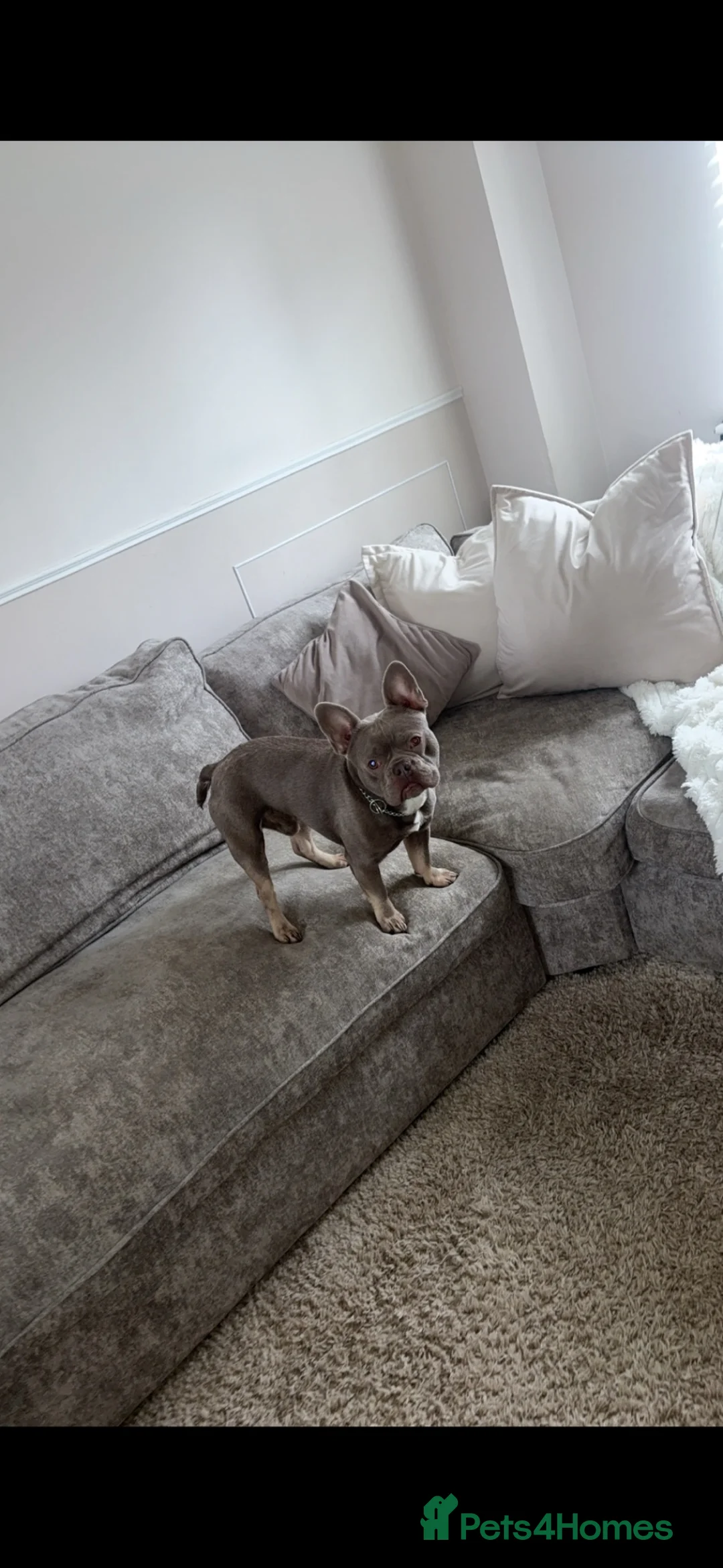 French Bulldog dogs for sale: French Bulldog  in Trowbridge - Advert 5