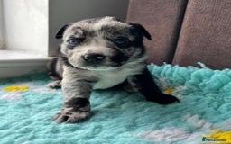 English Bulldog dogs for sale:  Bulldog puppy’s  - Image 8