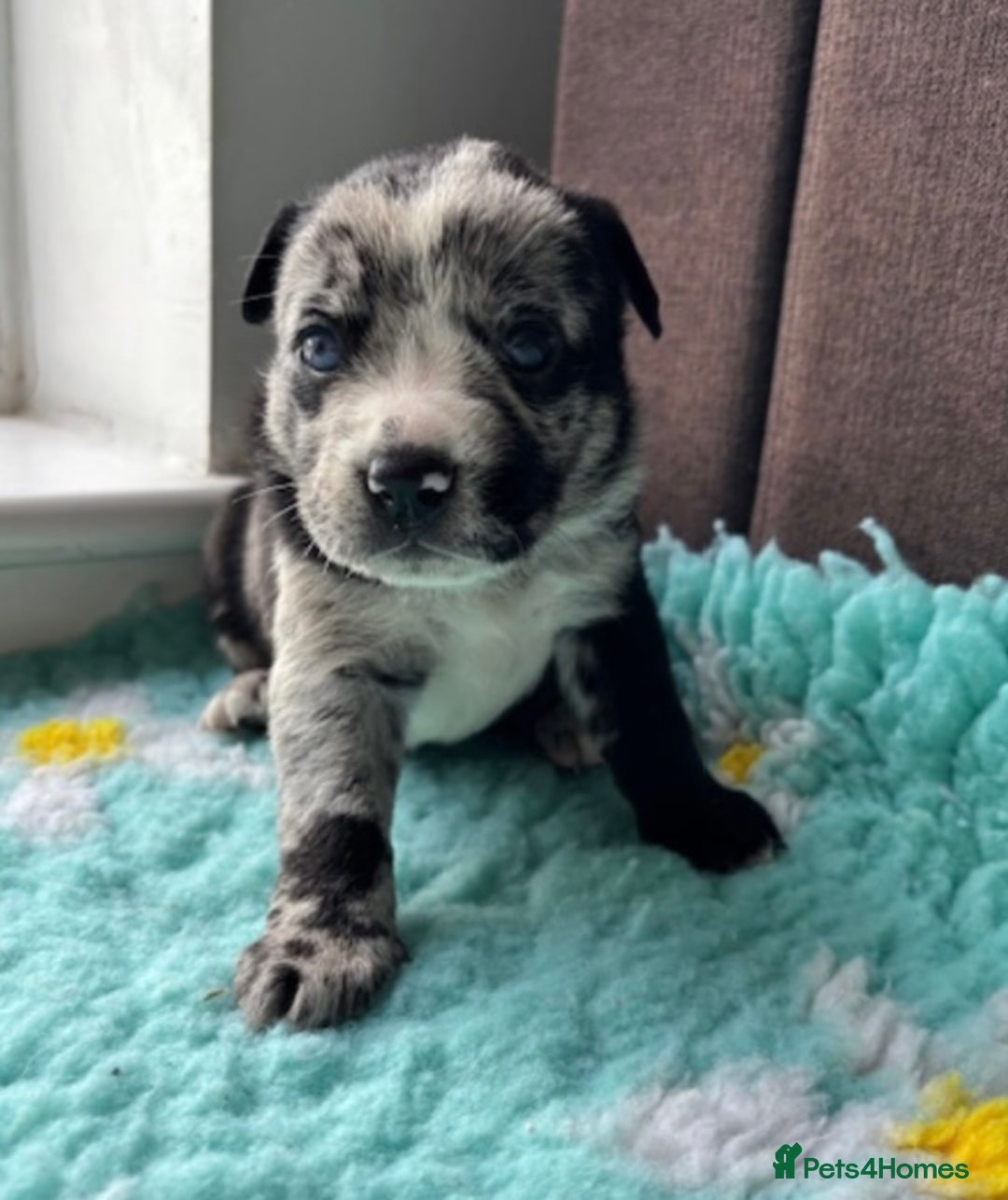 English Bulldog dogs for sale:  Bulldog puppy’s  - Image 8