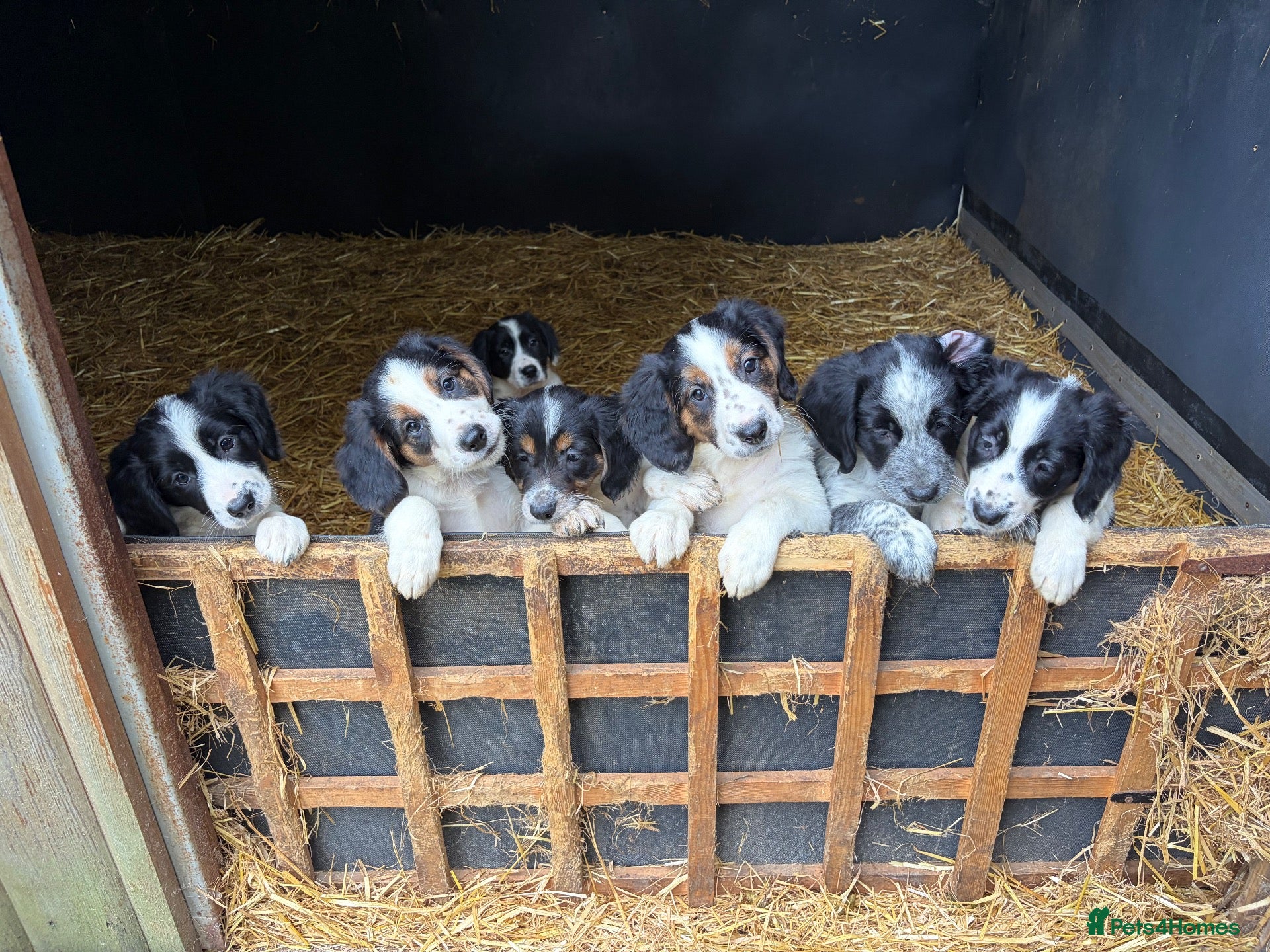 Border Collie dogs Beautiful Border Collie Pups - Advert 8