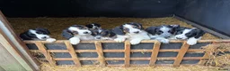 Border Collie dogs for sale: Beautiful Border Collie Pups - Advert 6
