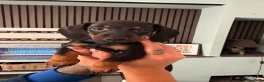 Dachshund 2