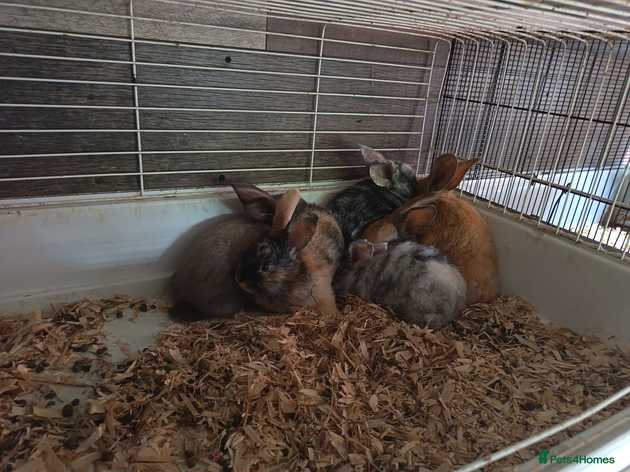 Dwarf Lop rabbits 6 dwarf Lops  - Advert 13