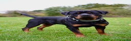 Rottweiler dogs for stud: Rottweiler stud  - Advert 4