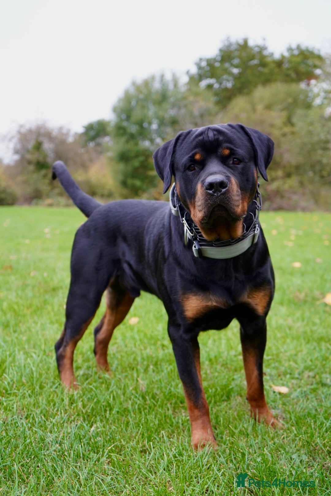 Rottweiler dogs for stud: Rottweiler stud  - Advert 4