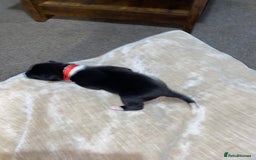 Akita dogs for sale: Beautiful American Akita Puppies  - Advert 34