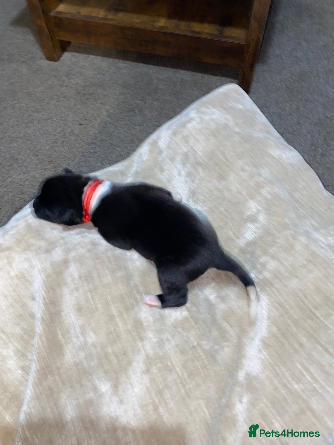 Akita dogs for sale: Beautiful American Akita Puppies  - Advert 34