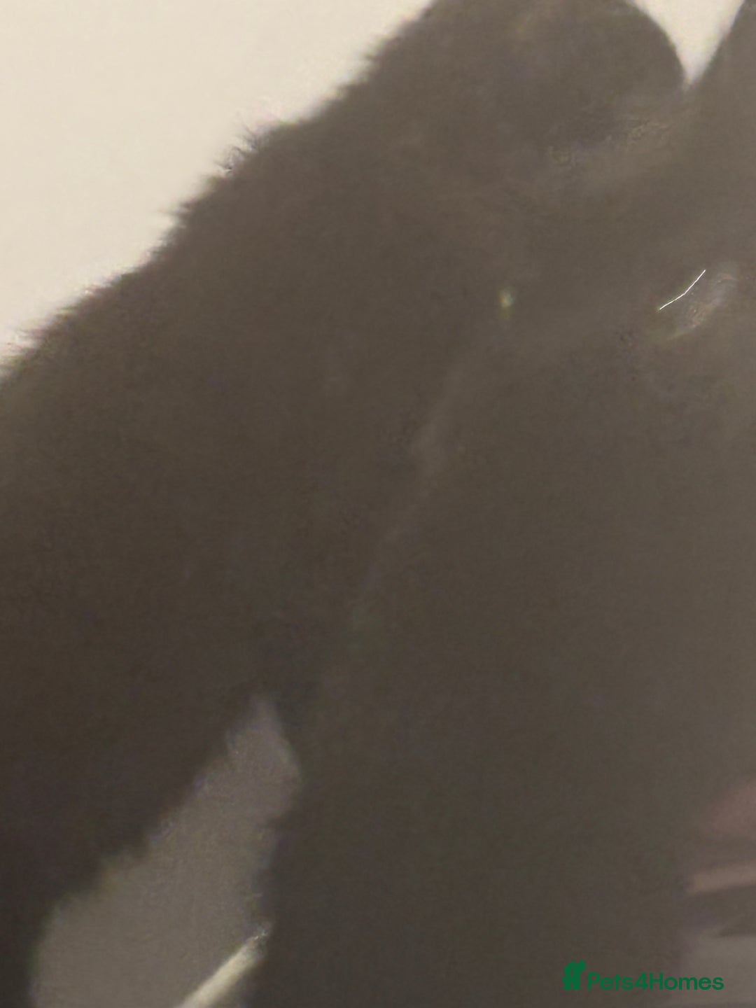 Domestic Shorthair cats for sale: Free kitten to a good home - Image 3