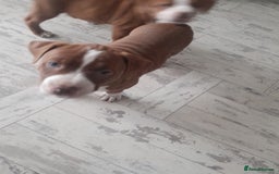 American Bull Staffy dogs for sale: Exceptional  - Image 6