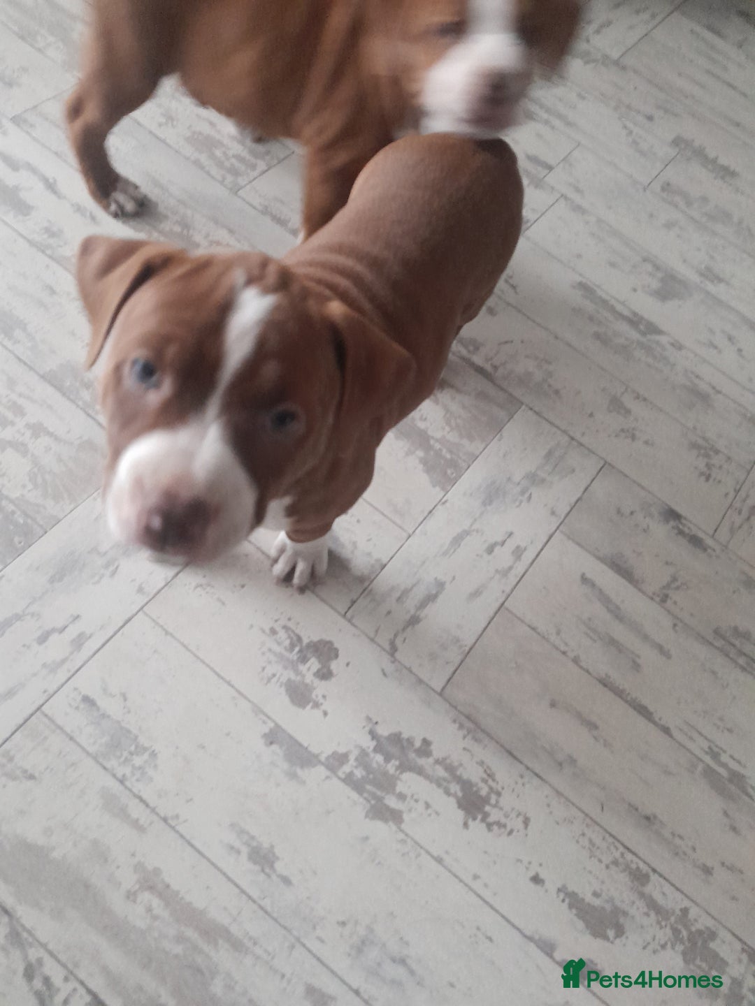 American Bull Staffy dogs for sale: Exceptional  - Image 6