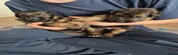 German Shepherd dogs for sale: Stunning GSD Puppies – KC Registered –  DM Clear - Advert 5