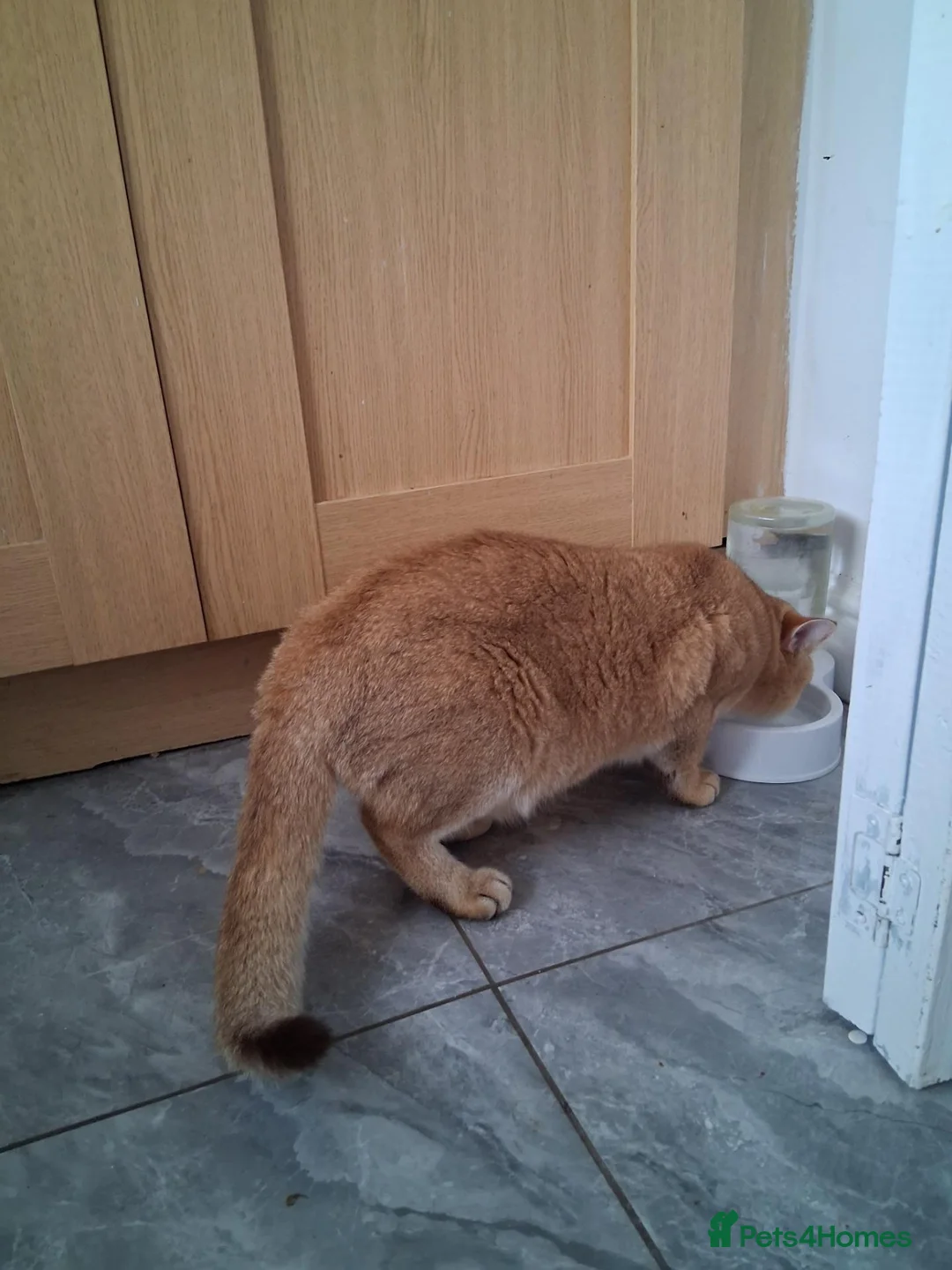 British Shorthair cats for stud: Active British shorthair for stud  in Wolverhampton - Advert 3