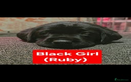 Labrador Retriever dogs for sale: Labrador Puppies for sale pedigree  - Image 6