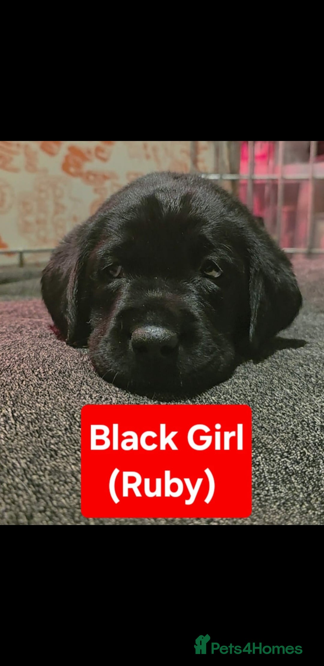 Labrador Retriever dogs for sale: Labrador Puppies for sale pedigree  - Image 6