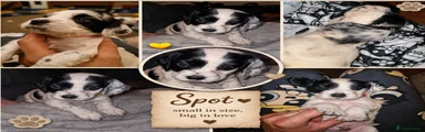 Cocker Spaniel Puppy 3