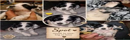Cocker Spaniel dogs for sale: Cocker spaniel puppies due  - Advert 12