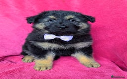 German Shepherd dogs for sale: Adorable German Shepherd puppies - Image 18