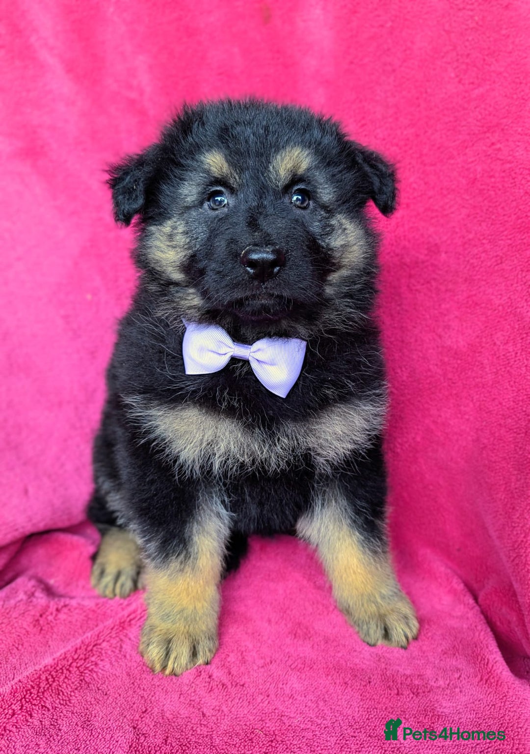 German Shepherd dogs for sale: Adorable German Shepherd puppies - Image 18