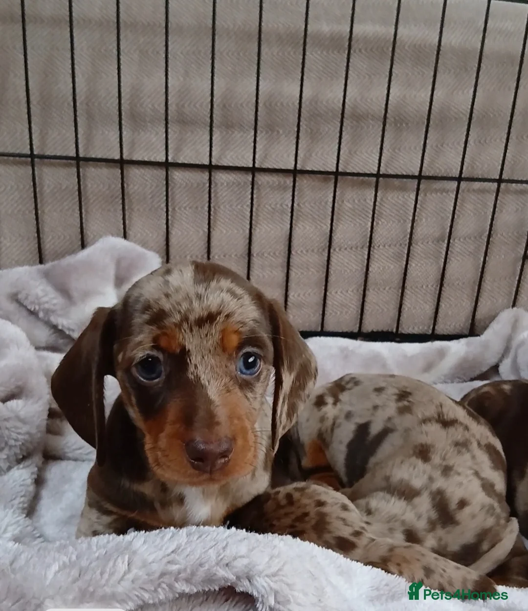 Miniature Dachshund dogs for sale: PRA, STUNNING MINIE'S READY NOW  - Advert 21