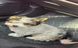 Biewer Terrier dogs for sale: Last girl Pure Biewer yorkshire terrier  - Image 13
