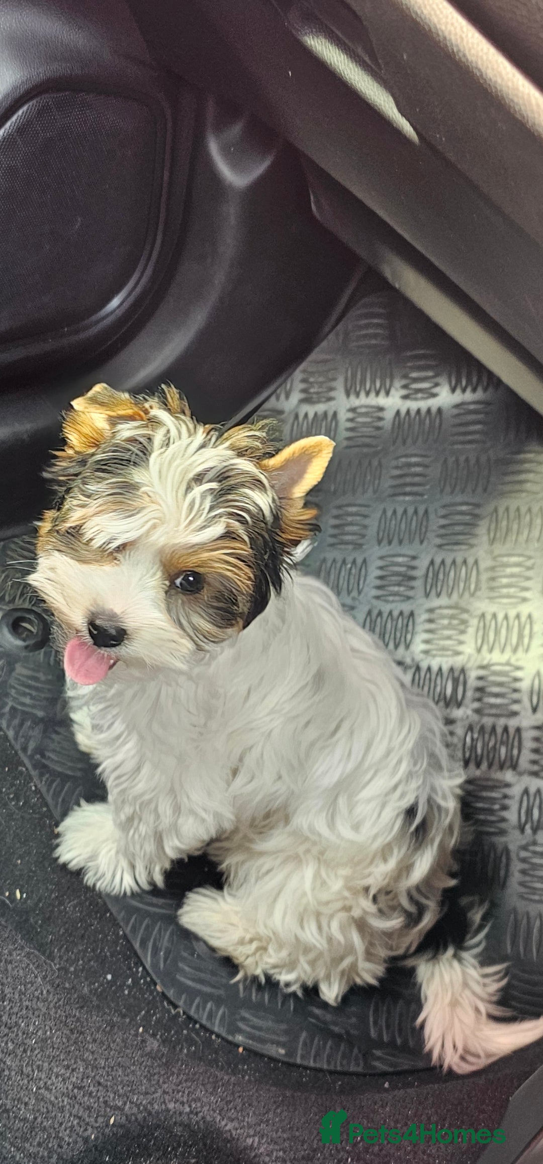 Biewer Terrier dogs for sale: Last girl Pure Biewer yorkshire terrier  - Image 13