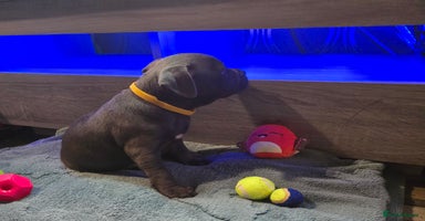 Staffordshire Bull Terrier dogs - Advert 7