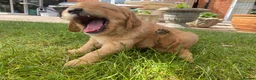 Golden Retriever dogs for sale: Golden Retriever Puppies in Thatcham - Advert 9