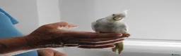 Cockatiels birds for sale: Hand Reared Cockatiels - Advert 8