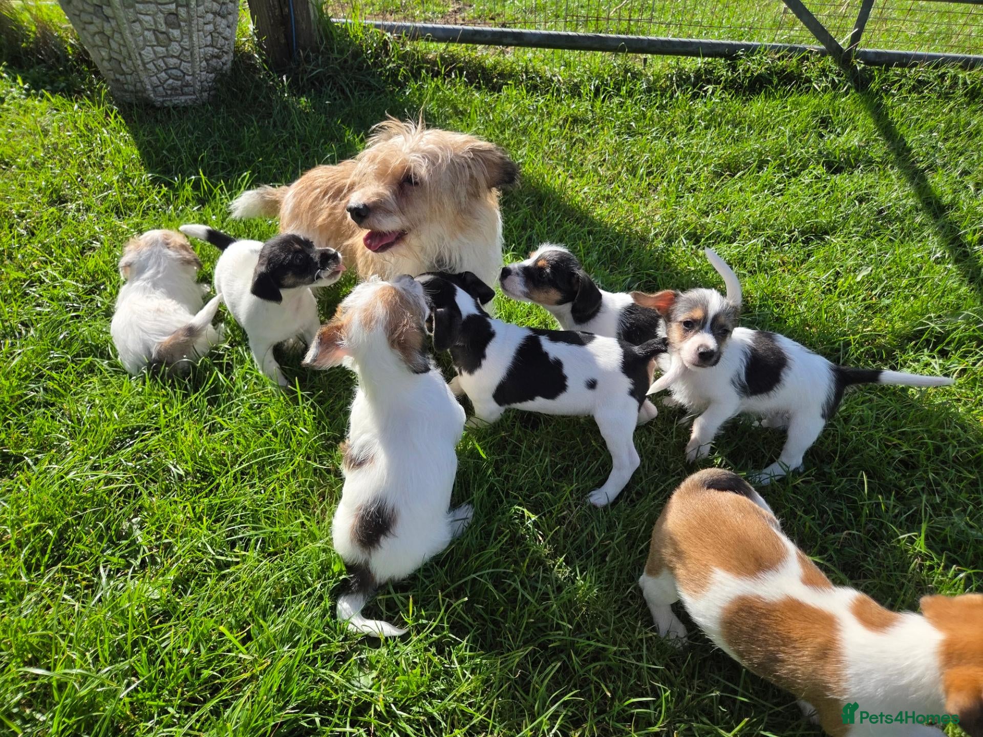 Jack Russell dogs Rough Coated Pure Bred Jack Russell  - Advert 1