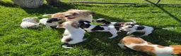 Jack Russell dogs for sale: Rough Coated Pure Bred Jack Russell  - Advert 1