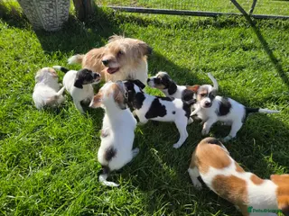 Jack Russell dogs Rough Coated Pure Bred Jack Russell - Advert 1