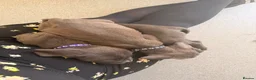 Mixed Breed dogs for sale: Puppies ready to go to forever homes - Advert 3