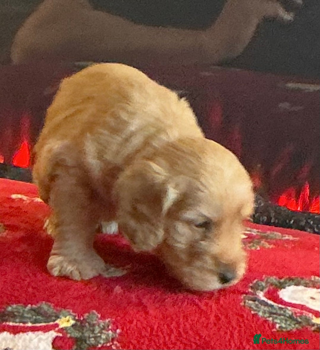 Cockapoo dogs for sale: Boys cockerpoo puppies - Advert 14