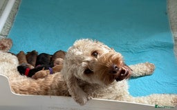 Cockapoo dogs for sale: F1B Cockapoo Puppies 5 Star Licensed Breeder - Image 4