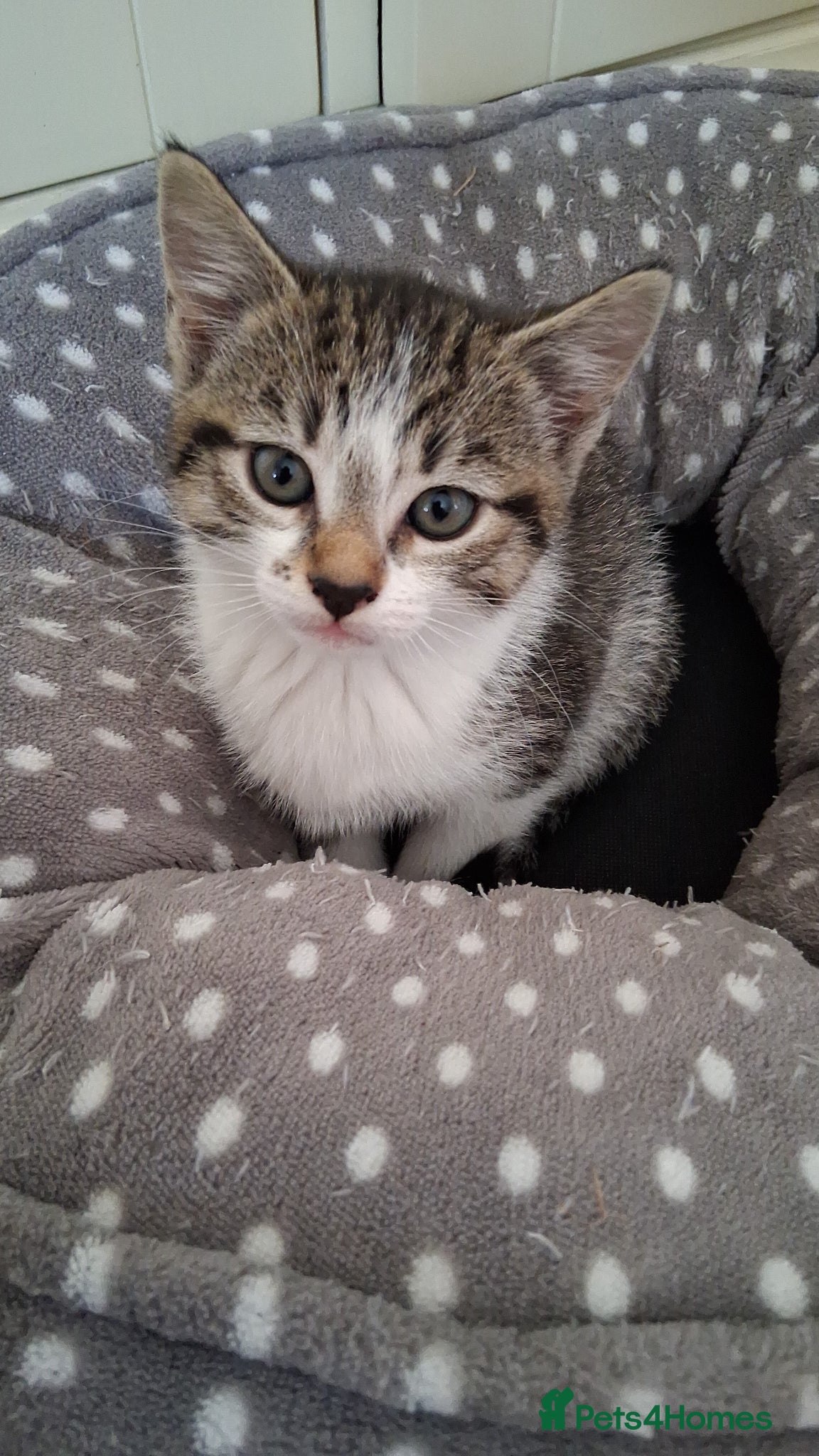 Mixed Breed cats for sale: Two kittens looking for loving home/homes  - Advert 6