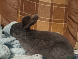 Mixed Breed rabbits Very sweet rex x mini lop babies - Advert 8