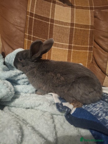 Mixed Breed rabbits Very sweet rex x mini lop babies - Advert 2