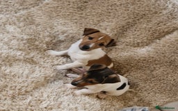 Jack Russell dogs for sale: Jack Russell pups - Image 2